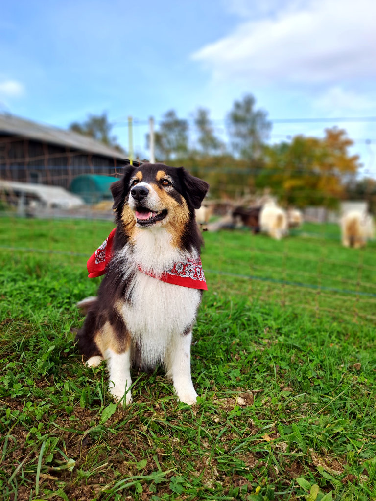 Hund und Kupferhalsziegen