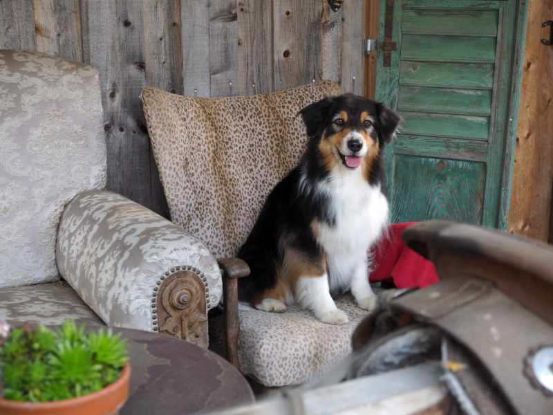 Hundefotografie Australien Shepherd Saloon