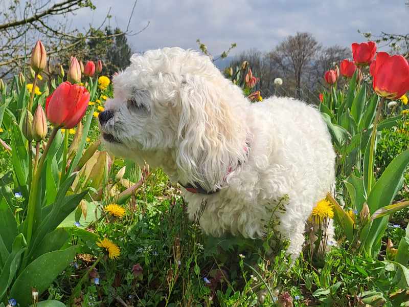 Hund und Tulpen Hundefotografie