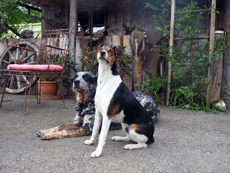 Cattledog Jack Russel