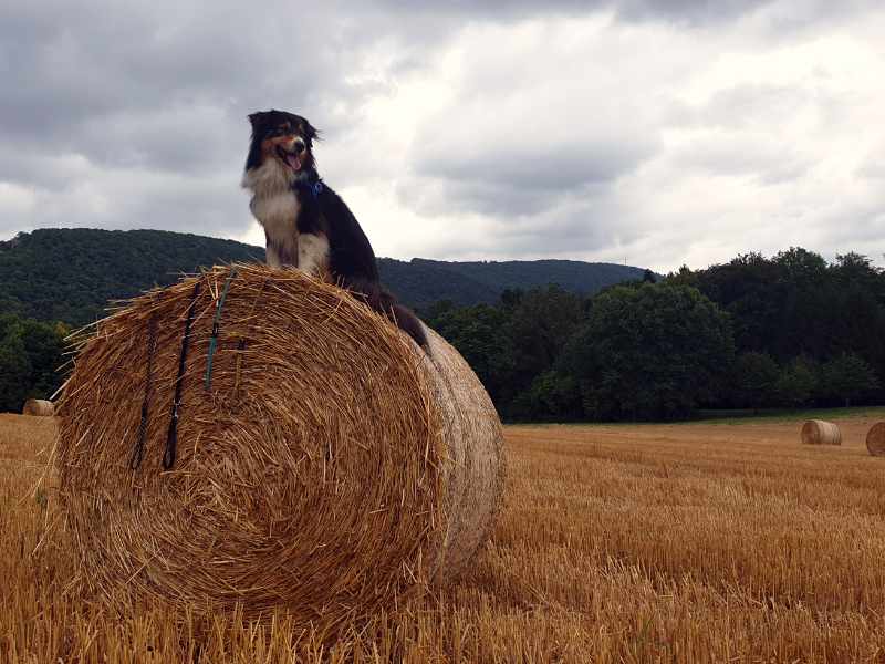 Hund auf Strohballe