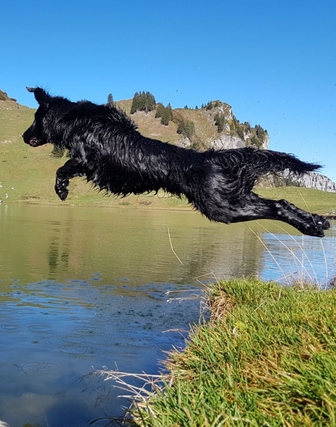 Flat coated retriever