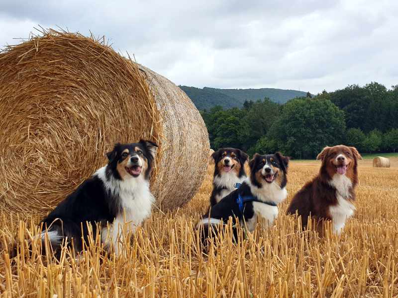 Hundefotografie Australien Shepherd