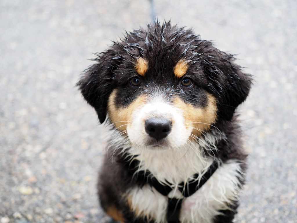 Shooting Medium Hundefotografie