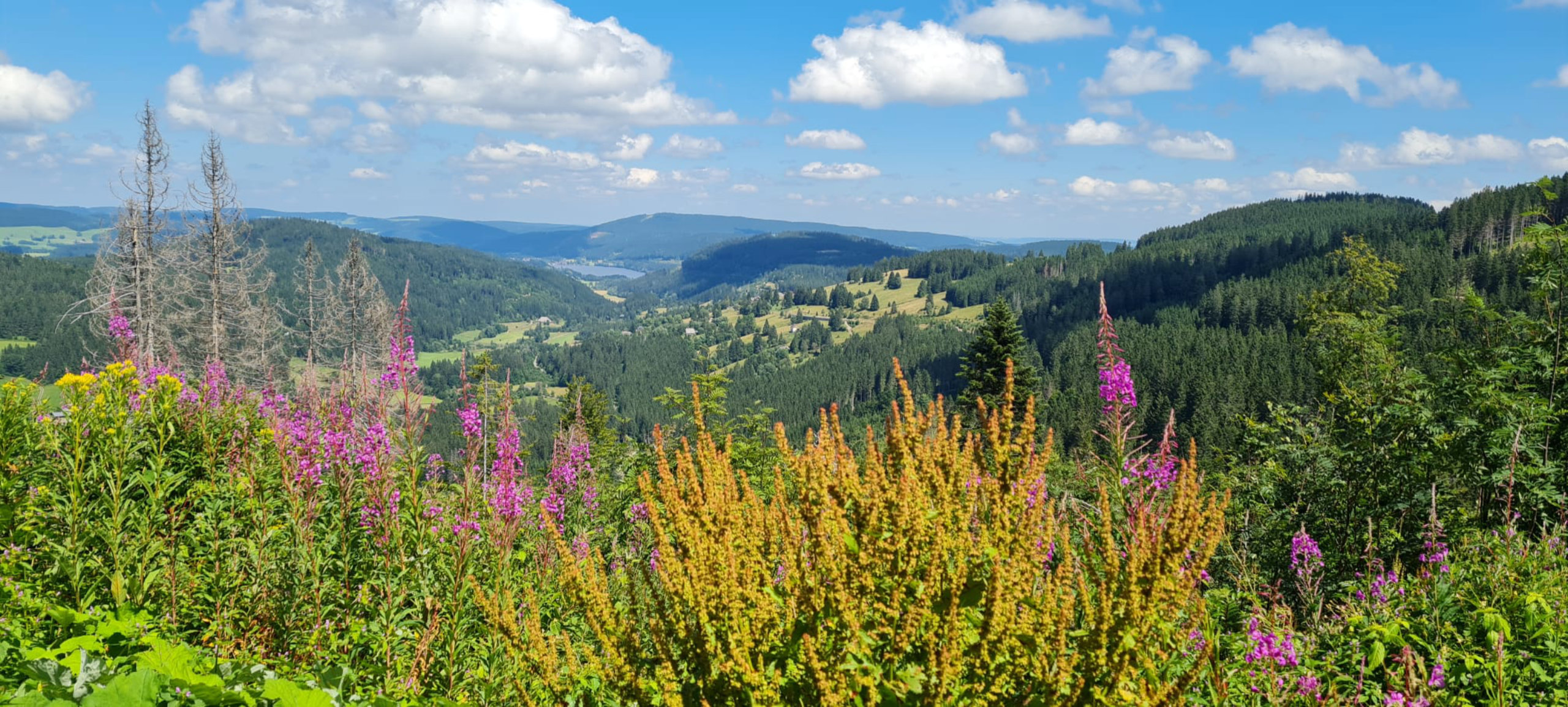 Schwarzwald Landschaft