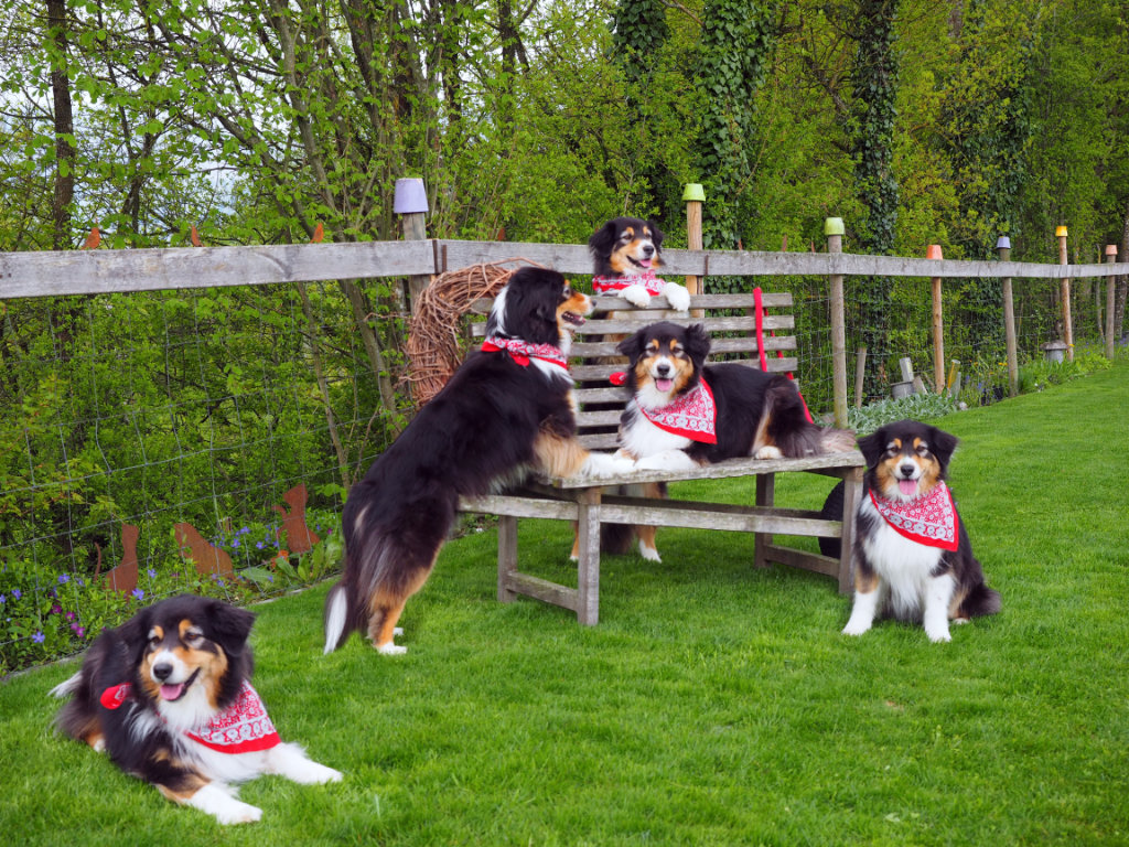 Hundefotografie Composing