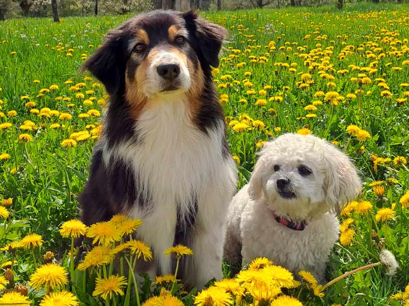 Hundefotografie Blumen
