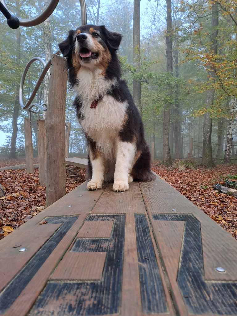 Tierkommunikation Hund