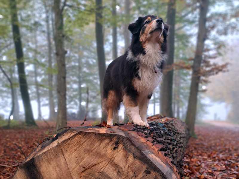 Hundefotografie Herbst Baselland
