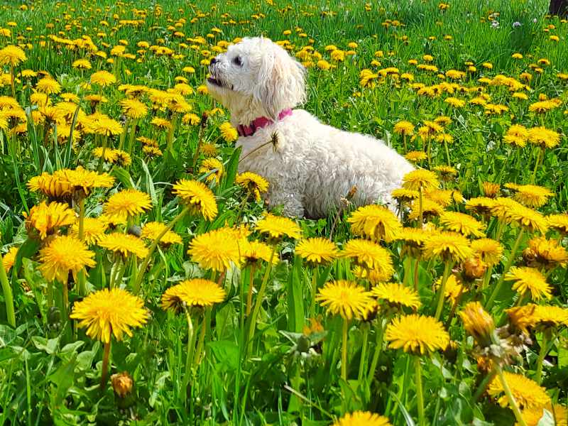 Hund und Löwenzahn
