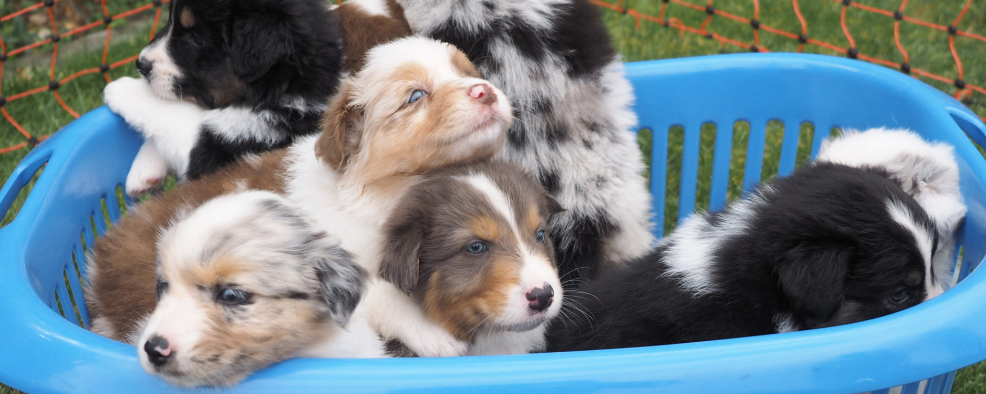 Welpen Hundefotografie