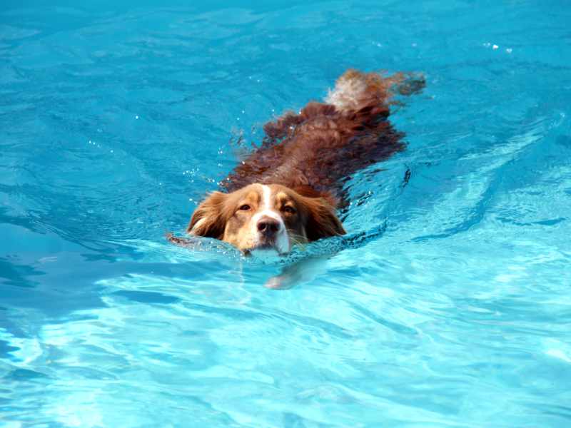 Gesunder Hund am Schwimmen