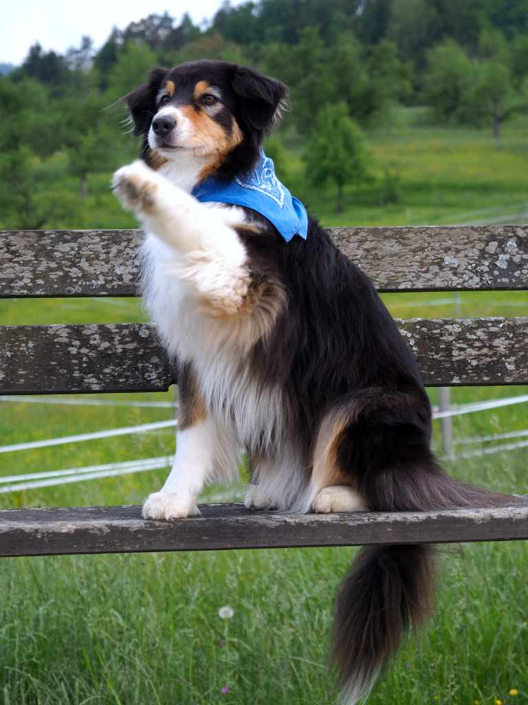 Hundefotografie Australien Shepherd
