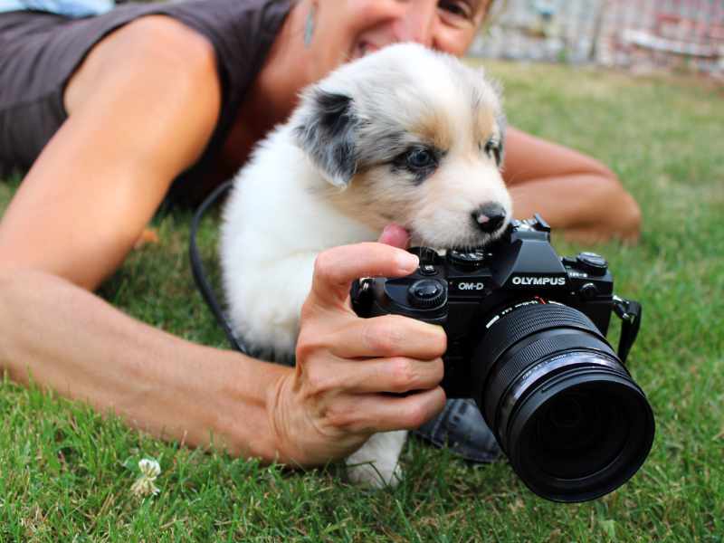 Hundefotografie Vertrauen