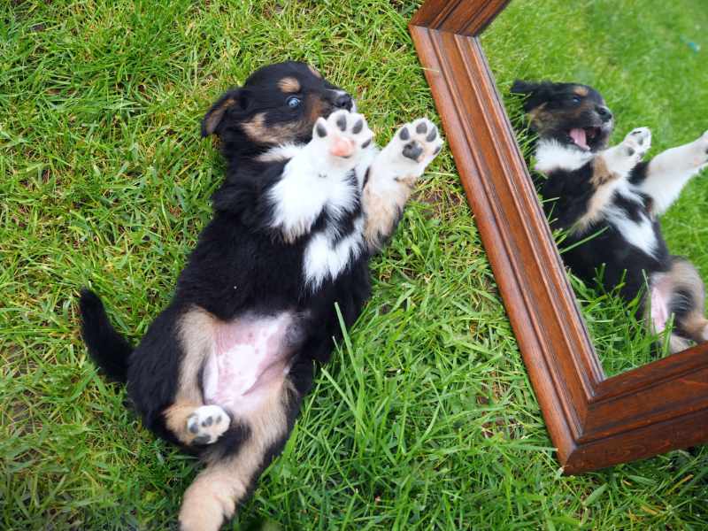 Entspannen Hundefotografie