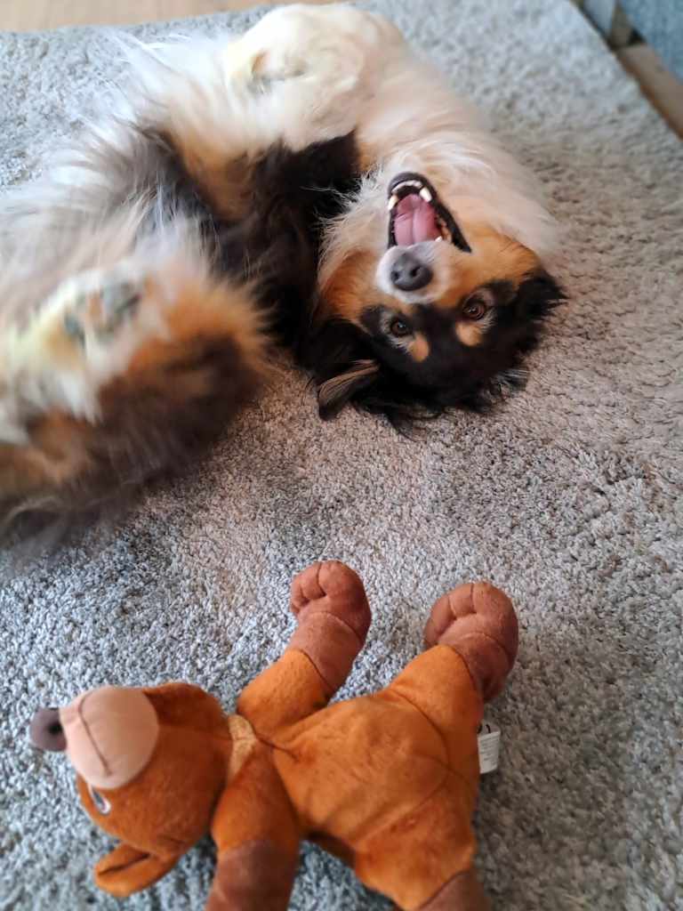 Tierkomunikation Hund und Bär