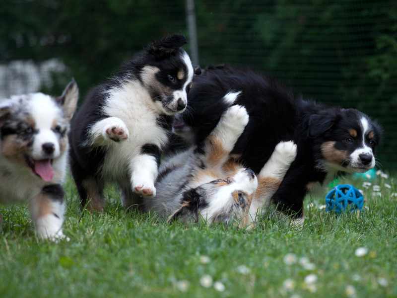 Tiervideo Welpen